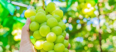 果物狩り ツアー