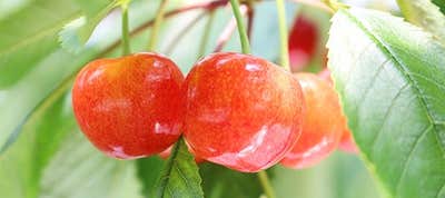 さくらんぼ狩り バスツアー