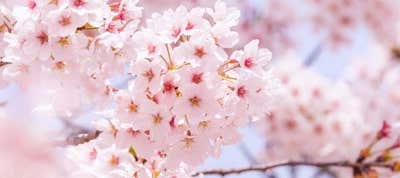 桜・お花見 バスツアー