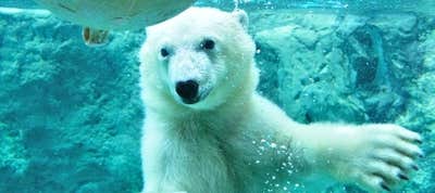 旭山動物園 パッケージツアー