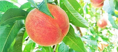 桃狩り バスツアー