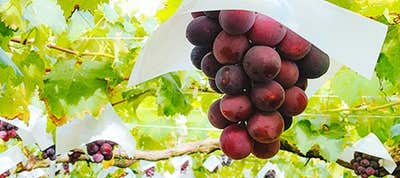ぶどう・巨峰狩り バスツアー
