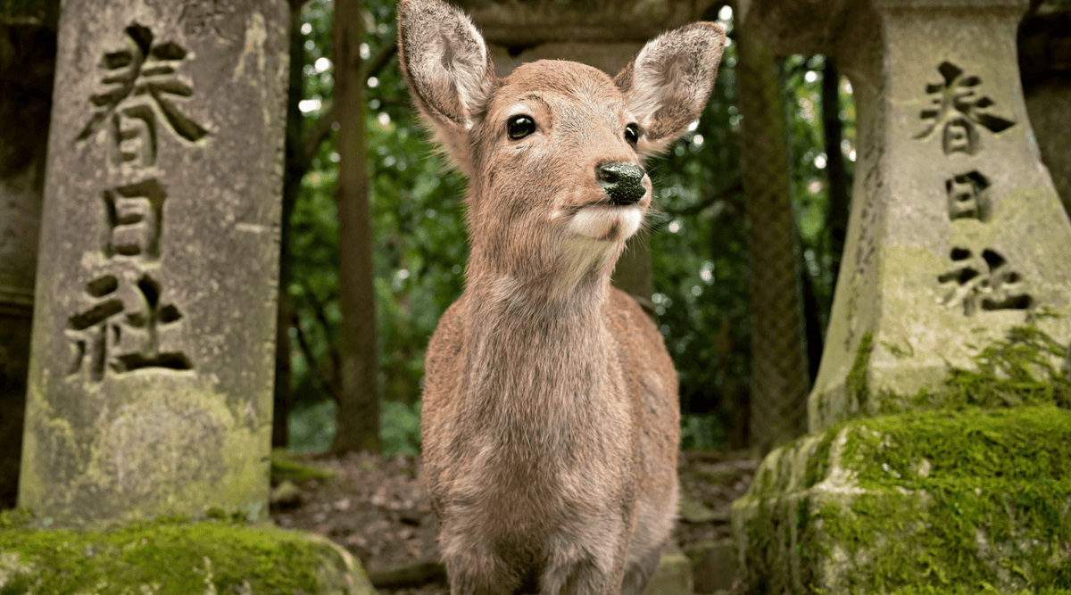 春日大社の鹿
