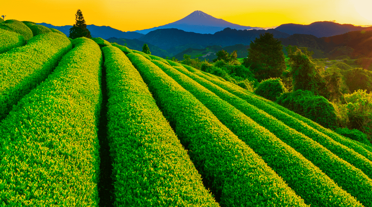 茶畑と富士山