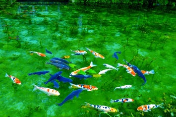モネの池