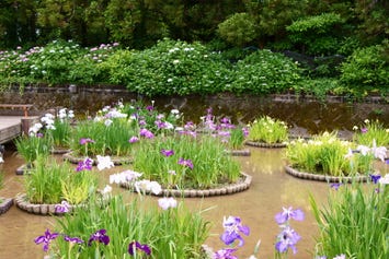 豊津花菖蒲公園