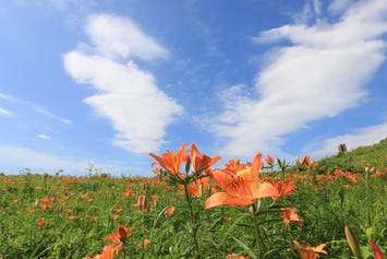 小清水原生花園