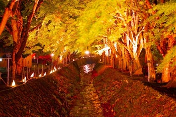 河口湖もみじ回廊