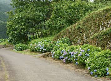 枝川内アジサイランド