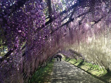 河内藤園