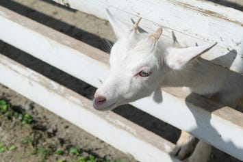 立山あるぺん村