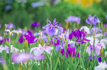 水郷潮来あやめ園