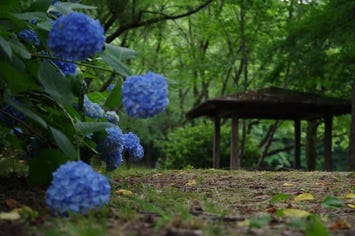小野池あじさい公園