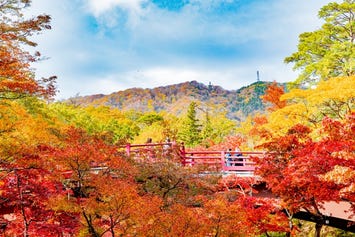 弥彦公園