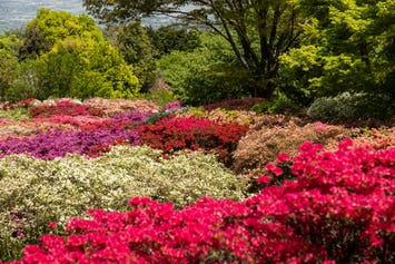 久留米森林つつじ公園