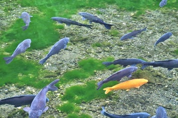 出流原弁天池
