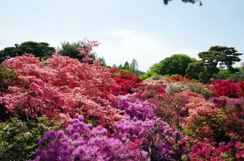 つつじが岡公園