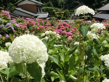 服部農園あじさい屋敷