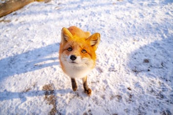 北きつね牧場
