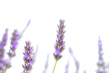 パルシェ香りの館