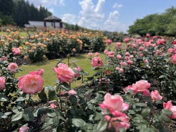 東沢バラ公園