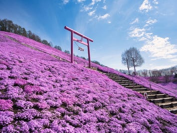東藻琴芝桜公園