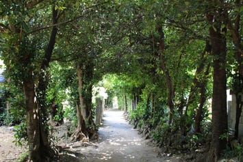 備瀬のフクギ並木