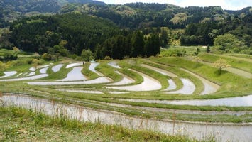 大山千枚田