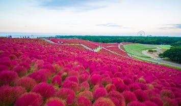 国営ひたち海浜公園