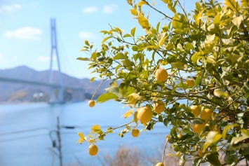生口島