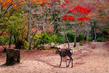 宮島