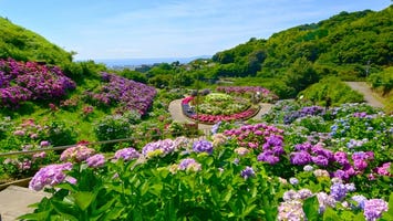 形原温泉あじさいの里