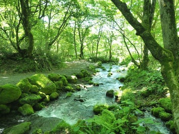 木谷沢渓流