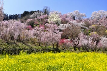 花見山公園