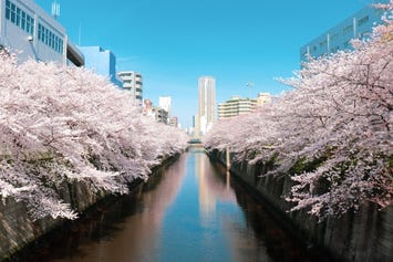 目黒川
