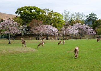 奈良公園
