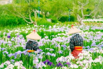 水郷佐原あやめパーク