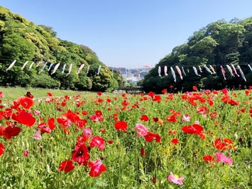 くりはま花の国
