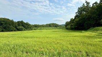 春日山城史跡広場