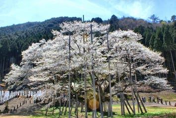 根尾谷淡墨桜