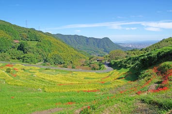 等覚寺の棚田