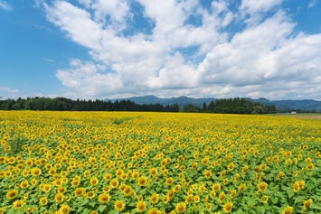 津南ひまわり畑