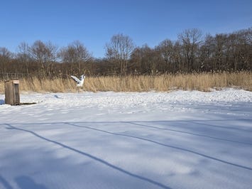 釧路市丹頂鶴自然公園