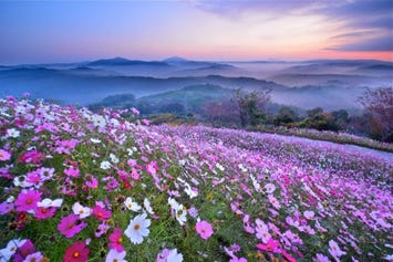 花の駅せら