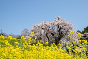 三春滝桜