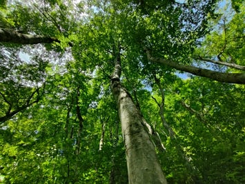 大山ブナの森