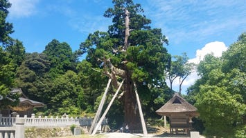 八百杉
