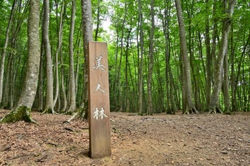 美人林