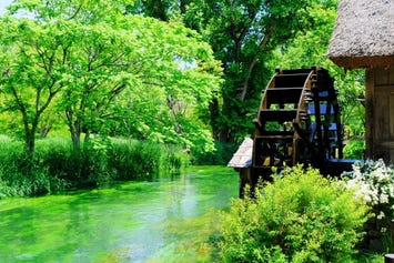 大王わさび農場