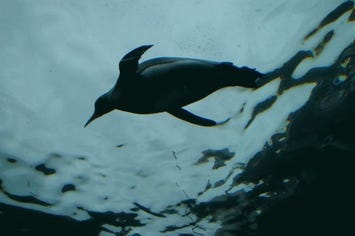 旭山動物園